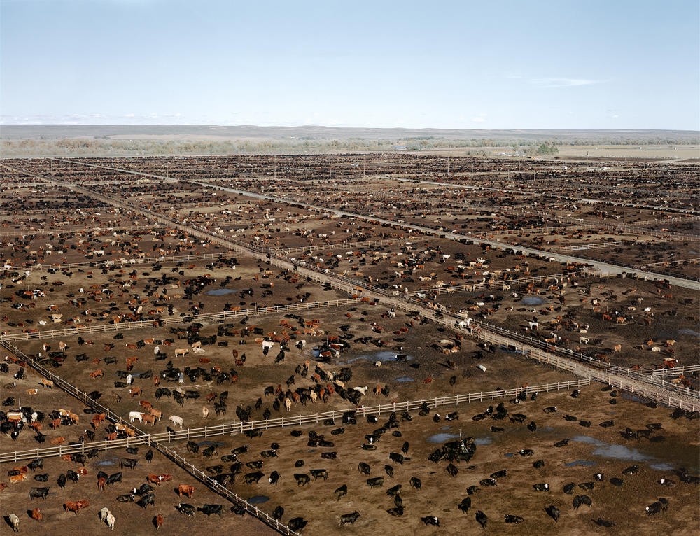 An aerial view of a feedlot in rural Colorado. Brown cows sit in groups inside a fenced grid.